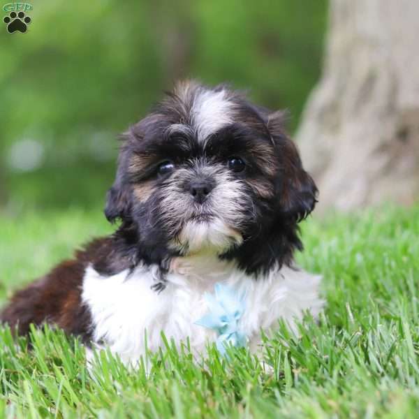 Grant, Shih Tzu Puppy